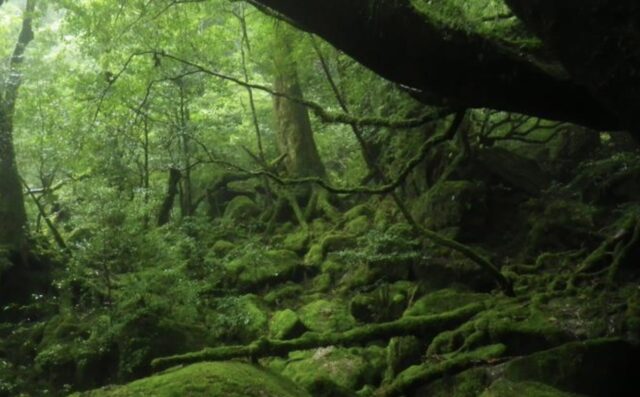 【屋久島】初心者の方大歓迎！心と体が癒される神秘の森『白谷雲水峡〜もののけの森〜太鼓岩』を巡るトレッキングツアー