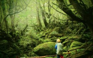 【屋久島】早朝スタートで混雑回避☆神秘の森『白谷雲水峡〜もののけの森〜太鼓岩』を巡るトレッキングツアー！午後フライトの方にもおすすめ《送迎付き》