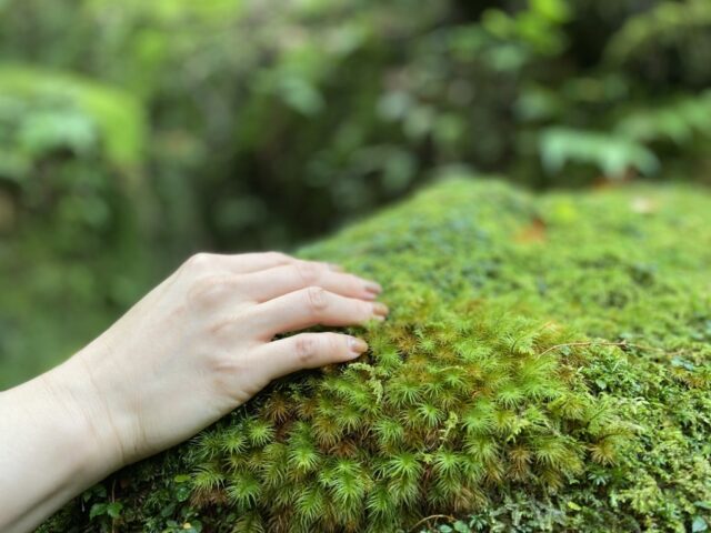 屋久島の10月の天候や気温・適した服装や持ち物・おすすめのアクティビティをご紹介！