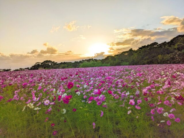 屋久島は日帰りでも楽しめる？日帰り旅行するポイントとおすすめツアーをご紹介