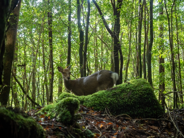 世界自然遺産 屋久島最大級の屋久杉「縄文杉」とは？特徴とおすすめツアーをご紹介