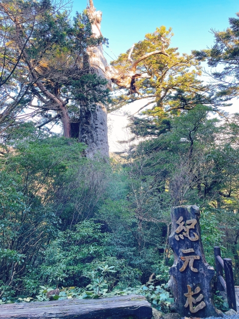 【屋久島/約3.5時間】子供も一緒に参加OK！屋久島の代表的な森の一つ『ヤクスギランド』から『紀元杉』を巡るトレッキングツアー