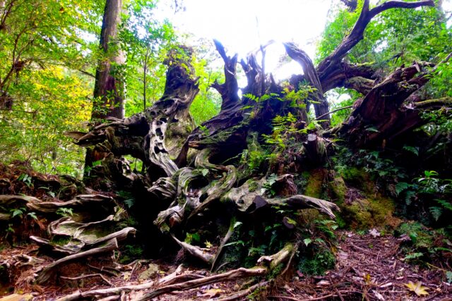世界自然遺産の屋久島で最大級の屋久杉！『縄文杉』とは？特徴と