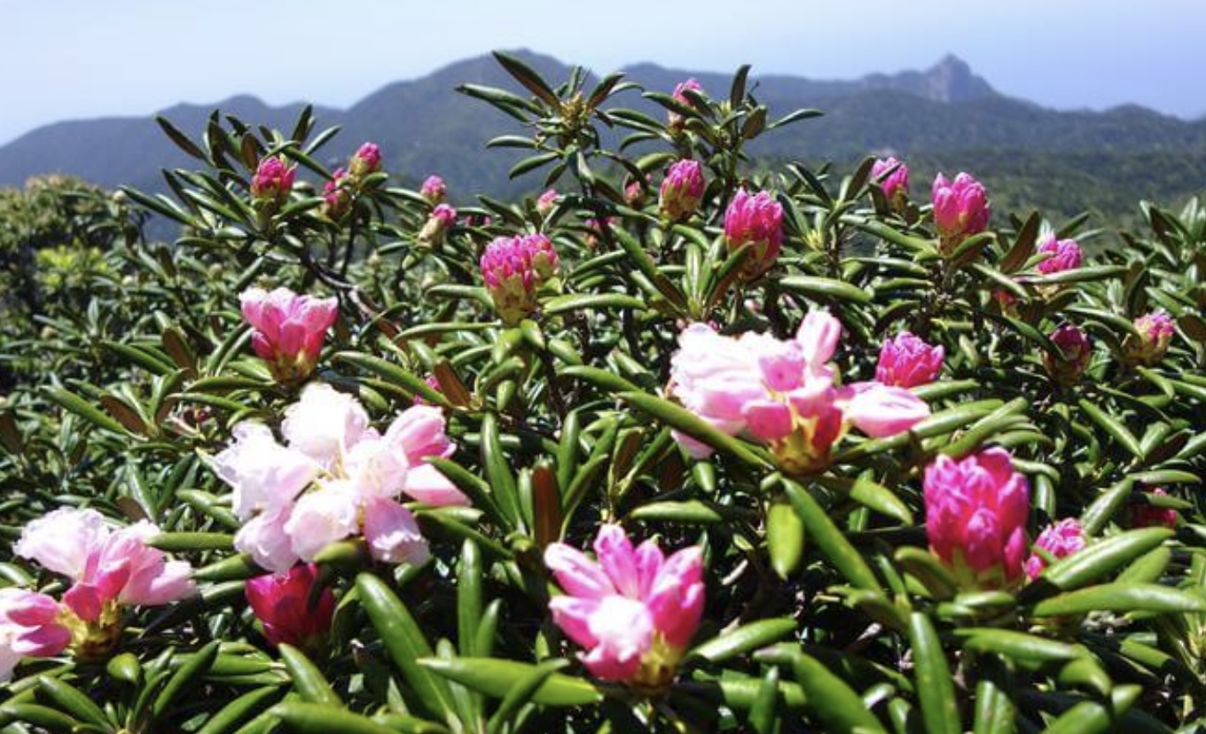 【屋久島】初心者大歓迎！屋久島の自然をギュッと凝縮☆シャクナゲ花に囲まれながら絶景『黒味岳』トレッキングツアー（No.76）