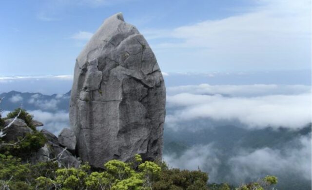 【屋久島/1日】下から見上げる天柱石は圧巻！屋久島の森にそびえる神秘の山『太忠岳』トレッキングツアー