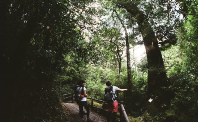 【屋久島/1日】下から見上げる天柱石は圧巻！屋久島の森にそびえる神秘の山『太忠岳』トレッキングツアー