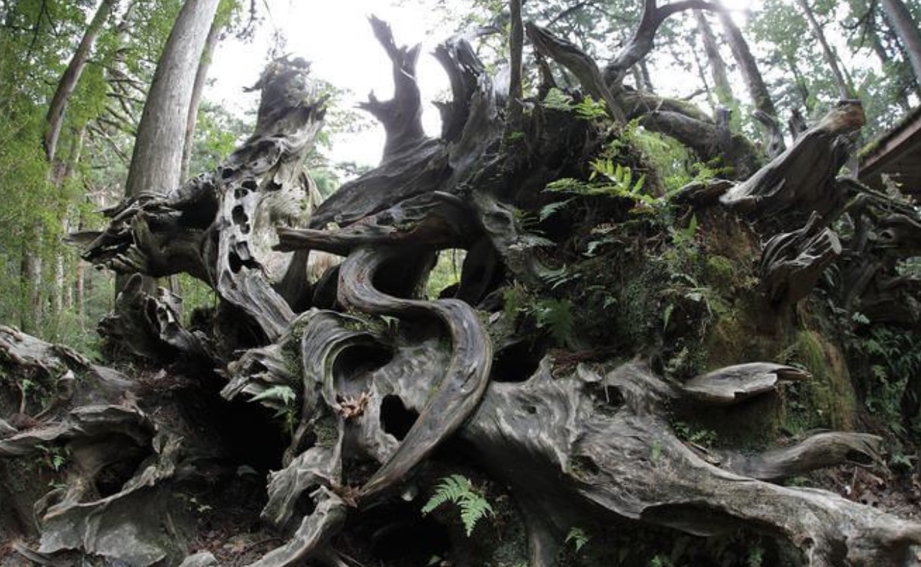 【屋久島/1日】下から見上げる天柱石は圧巻！屋久島の森にそびえる神秘の山『太忠岳』トレッキングツアー（No.77）