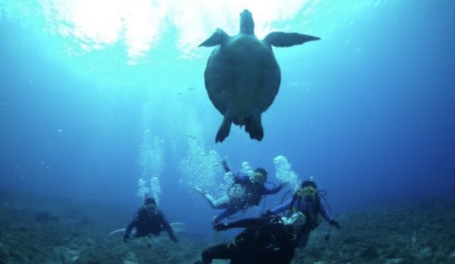 屋久島でウミガメに会いに行こう！ウミガメシーズンやおすすめのツアーなど、屋久島のウミガメについて徹底解説