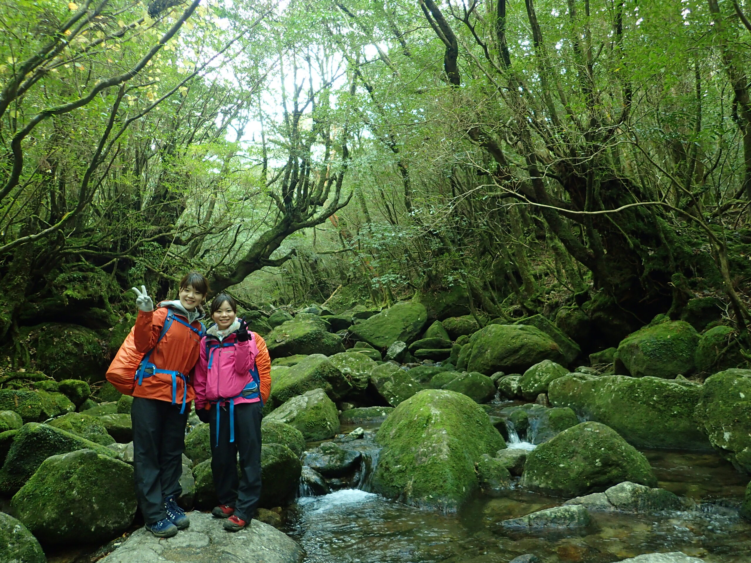 屋久島の白谷雲水峡ツアーに参加する男女