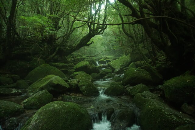 屋久島で見られる苔むすの森