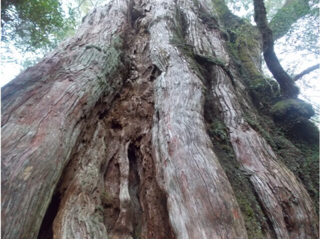 【屋久島】子供も一緒に参加OK！屋久島の代表的な森の一つ『ヤクスギランド』から『紀元杉』を巡るトレッキングツアー