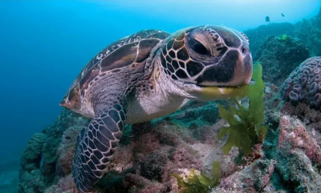 海底で海藻を食べている海亀のクローズアップショット