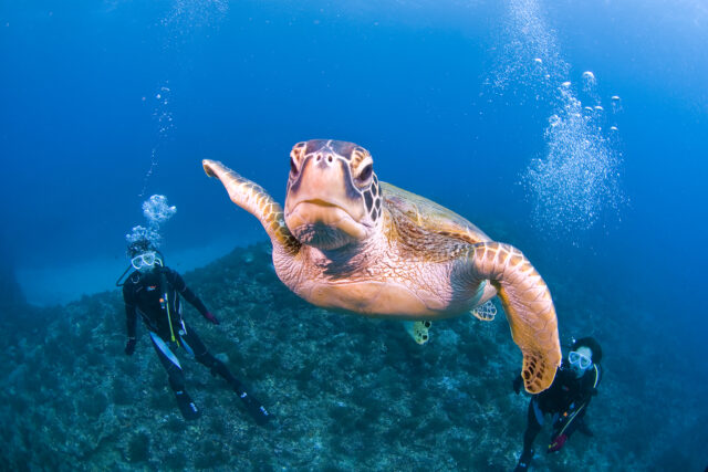体験ダイビング