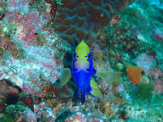 屋久島の海に生息する鮮やかな熱帯魚