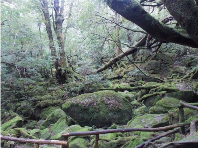 屋久島のもののけの森