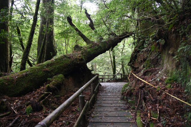 【難易度別】おすすめ屋久島登山・トレッキングコース紹介！屋久島の自然を満喫しよう
