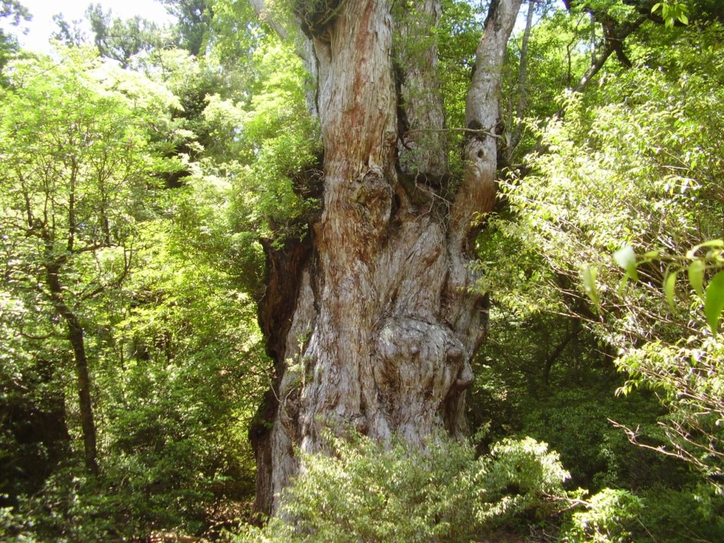 世界自然遺産 屋久島最大級の屋久杉「縄文杉」とは？特徴とおすすめツアーをご紹介