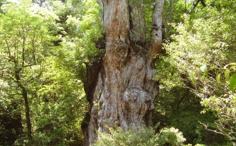 世界自然遺産の屋久島で最大級の屋久杉！『縄文杉』とは？特徴と ...