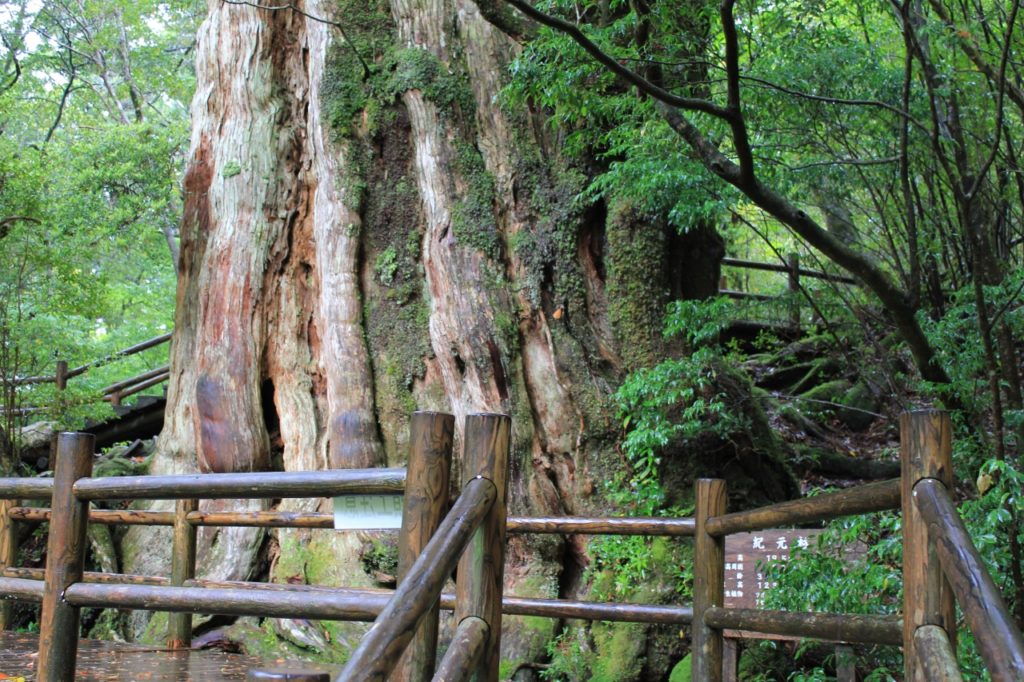 屋久島‐紀元杉-