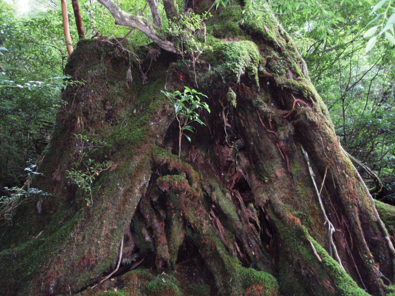 屋久島翁杉 屋久島アクティビティ