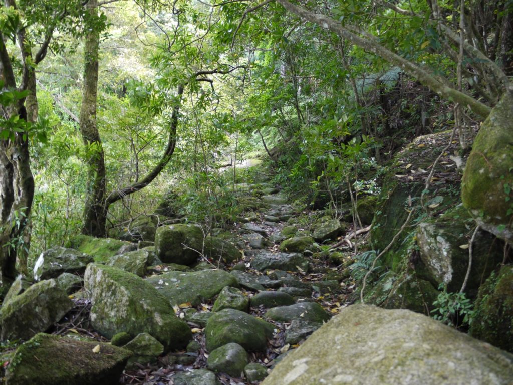 屋久島‐横河渓谷-