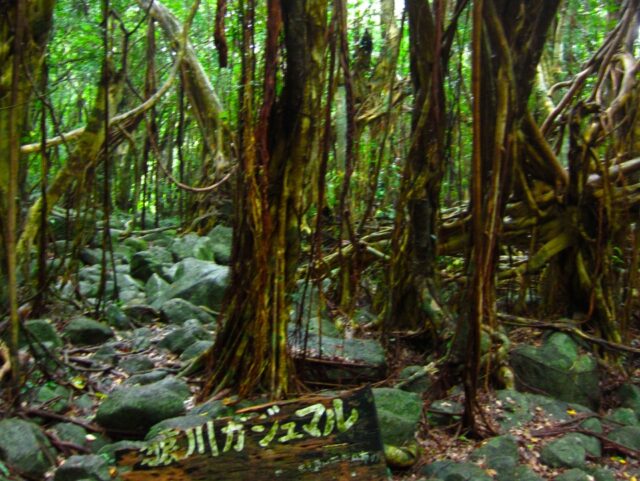 屋久島-猿川ガジュマル-