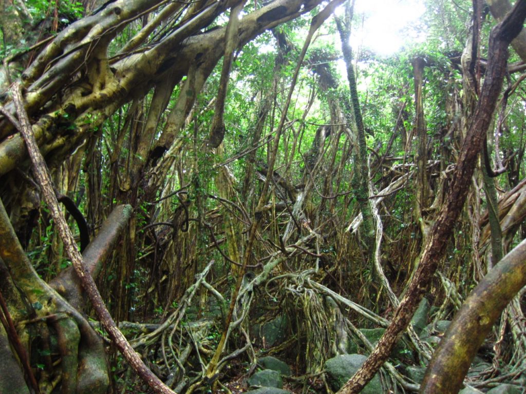 屋久島 猿川カジュマル 亜熱帯性植物
