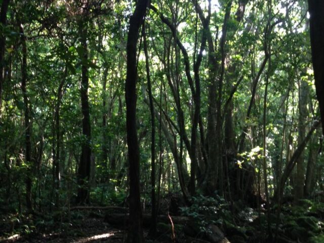 屋久島-猿川ガジュマル-