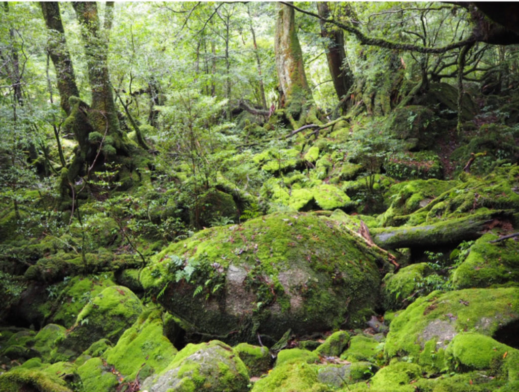 苔に覆われた岩場と屋久島の森。
