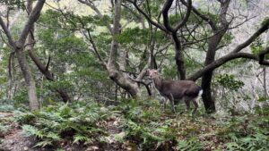 【屋久島】断然オトク！体力に自信ない方にもおすすめ★白谷雲水峡『もののけの森』トレッキング＆島内観光ツアー