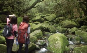 【屋久島】早朝スタートで混雑回避☆神秘の森『白谷雲水峡〜もののけの森〜太鼓岩』を巡るトレッキングツアー！午後フライトの方にもおすすめ《送迎付き》