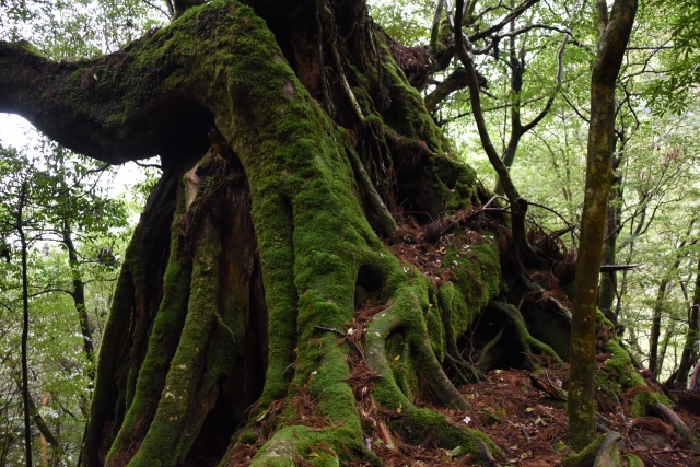 世界自然遺産 屋久島最大級の屋久杉「縄文杉」とは？特徴とおすすめツアーをご紹介