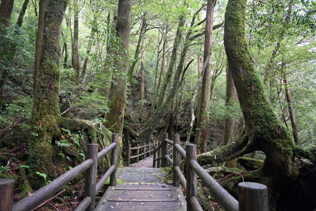【屋久島/約3.5時間】子供も一緒に参加OK！屋久島の代表的な森の一つ『ヤクスギランド』から『紀元杉』を巡るトレッキングツアー