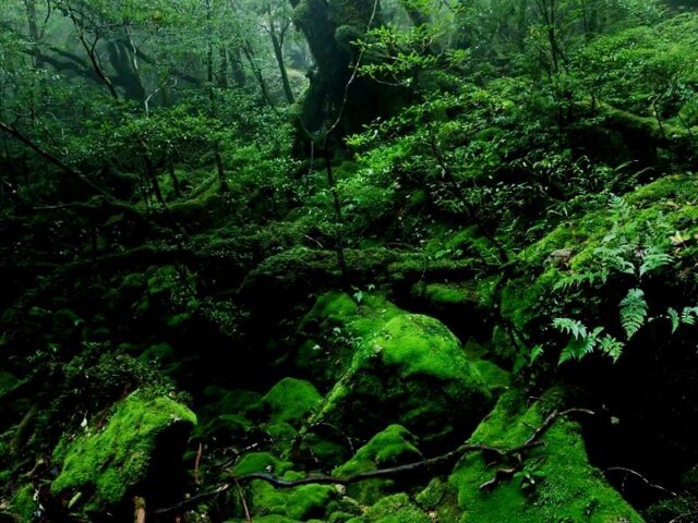 白谷雲水峡 トレッキング