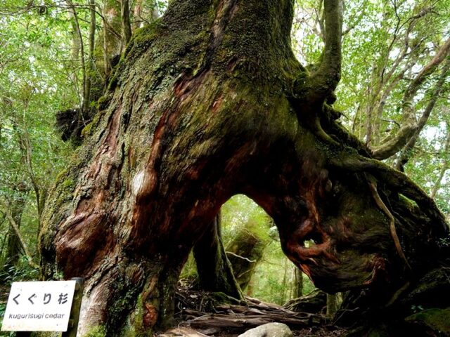 白谷雲水峡 トレッキング