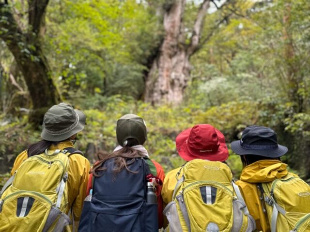 縄文杉　トレッキング