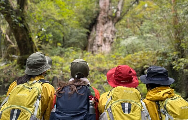 縄文杉　トレッキング