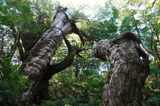 空に向かって力強く伸びる、屋久島特有の荒々しい樹皮を持つ巨大な屋久杉の幹