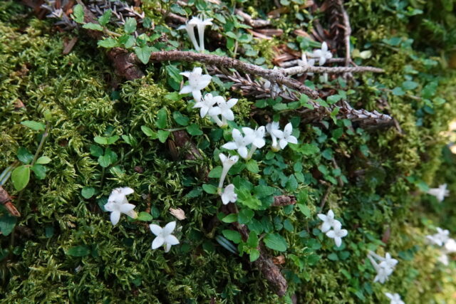 苔に覆われた地面に咲く白い小さな花