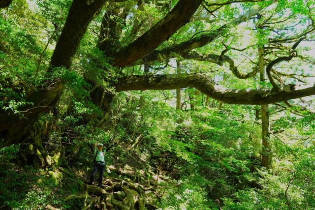 屋久島の森の中に広がる巨大な樹木と、その下に立つハイカー。壮大な自然に囲まれた屋久島の美しい風景