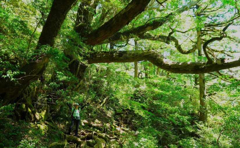 屋久島の森の中に広がる巨大な樹木と、その下に立つハイカー。壮大な自然に囲まれた屋久島の美しい風景