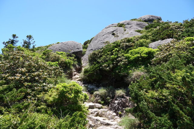 黑味岳山頂附近一連綿延的岩場登山步道