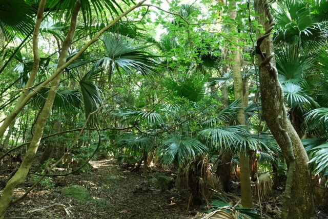 屋久島の豊かな森の風景