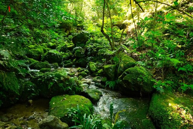 苔むした岩と小川が流れる緑豊かな森林、木々の間から差し込む日光が美しい風景