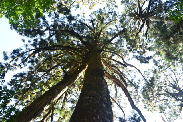 空に向かって広がる木々を下から見上げた風景