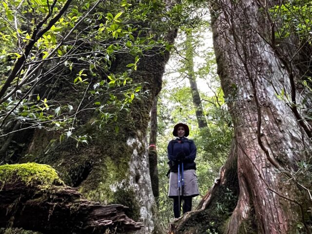 高い木々に囲まれた森の中で、アウトドア装備を着た人物がトレッキングポールを持って立っている様子