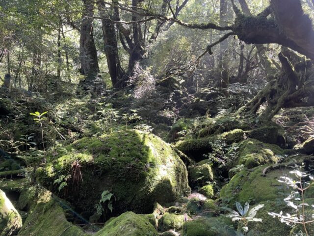 苔に覆われた岩と、緑豊かな木々が広がる美しい風景