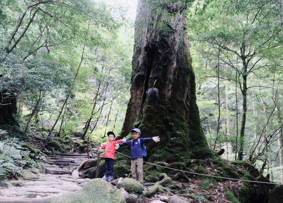 【屋久島/約9時間】貸切女性ガイドと行く「苔むす森」＆「太鼓岩」トレッキング！美しい森でお弁当ランチ♪登山デビュー大歓迎《送迎付き》（No.107）