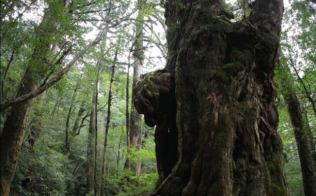 屋久島の原生林に立つ巨大な屋久杉と豊かな森林環境