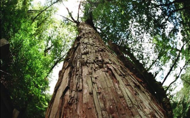 屋久島の古木の大きな樹幹を見上げる風景